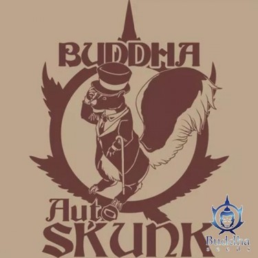 Buddha Auto Skunk of Buddha Seeds Auto - GB The Green Brand