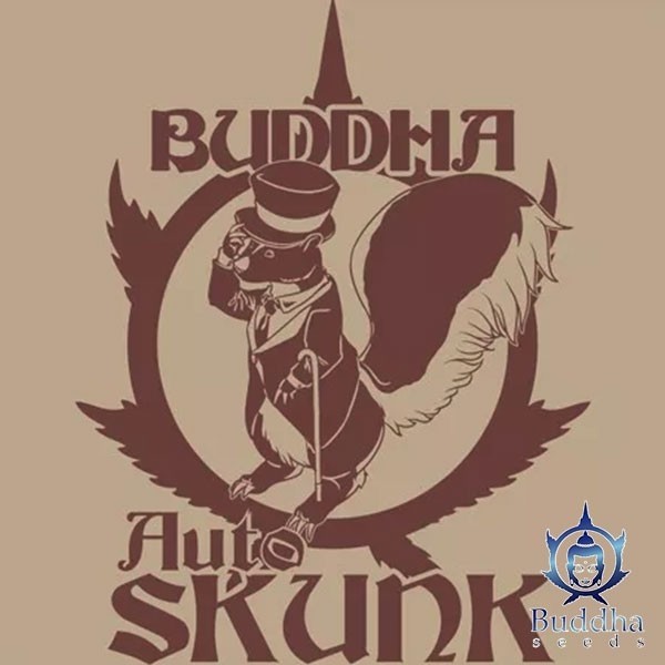 View Buddha Auto Skunk of Buddha Seeds Auto - GB The Green Brand