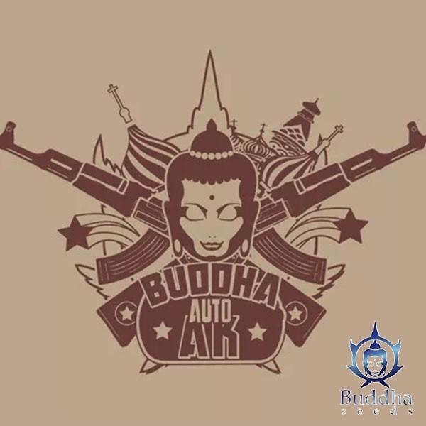View Buddha Seeds Auto AK de Buddha Seeds - GB The Green Brand