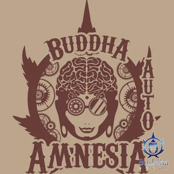 View Buda Auto Amnésia de Buddha Seeds - GB The Green Brand