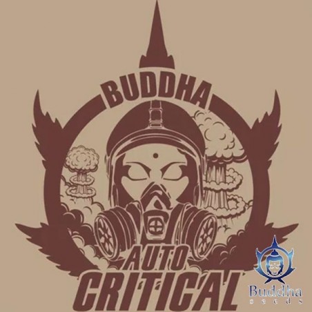 Buda Auto Crítica de Buddha Seeds - GB The Green Brand