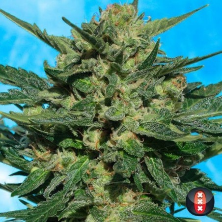 Branco Russo Auto de Serious Seeds - GB The Green Brand