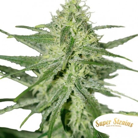 Automática Fini de Super Strains Sementes - GB The Green Brand