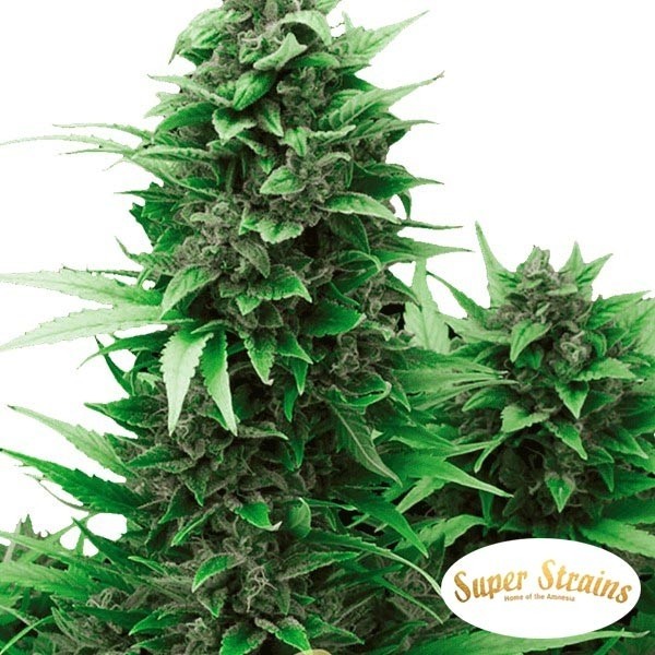 View Turing Auto por Super Strains Sementes Automáticas - GB The Green Brand