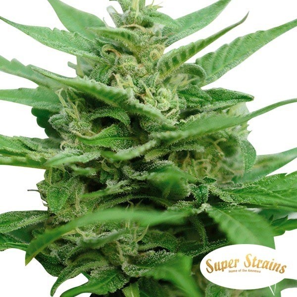 View DFA Autoflowering Super Strains Sementes - GB The Green Brand