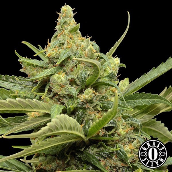 View Maxi Gom de grama o matic autoflowering - GB The Green Brand