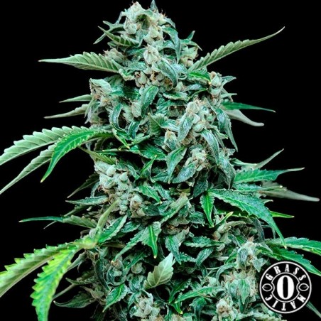 Maxi Haze Self-flowering Grass-o-Matic - GB The Green Brand