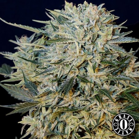 Auto Sugar Gom de Grass-o-Matic Seeds - GB The Green Brand