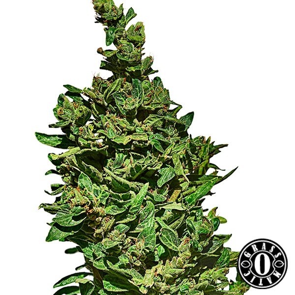 View Med Gom autoflorescente grama-o-matic - GB The Green Brand