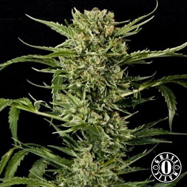 View Auto Mass de Grass-o-Matic feminized - GB The Green Brand