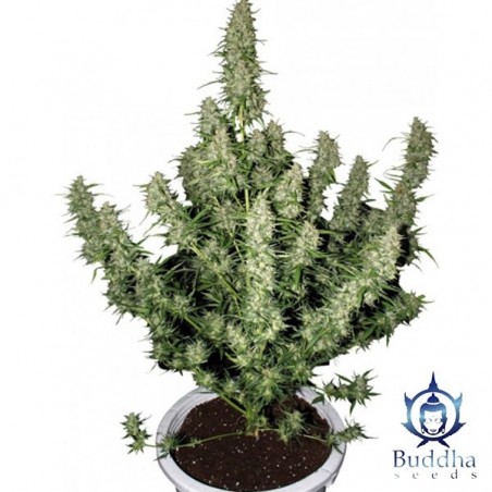 Comprar Magnum autoflorescente Buddha Seeds - GB The Green Brand