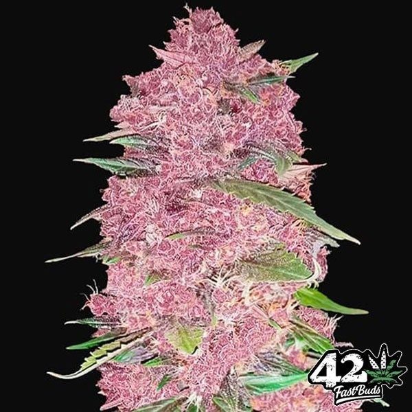 View Purple Lemonade Auto feminizado Fast Buds - GB The Green Brand