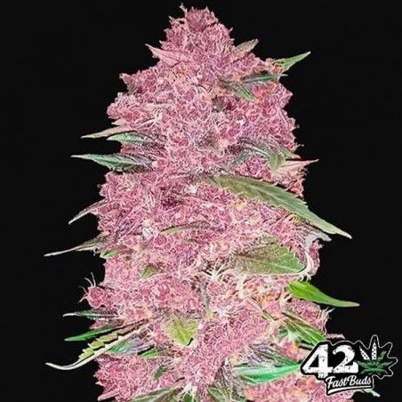 Purple Lemonade Auto feminizado Fast Buds - GB The Green Brand