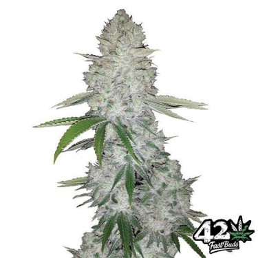 Gorilla Auto sementes feminizadas Fast Buds - GB The Green Brand