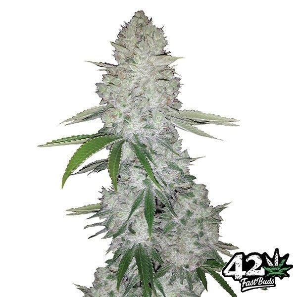 Gorilla Auto sementes feminizadas Fast Buds - GB The Green Brand