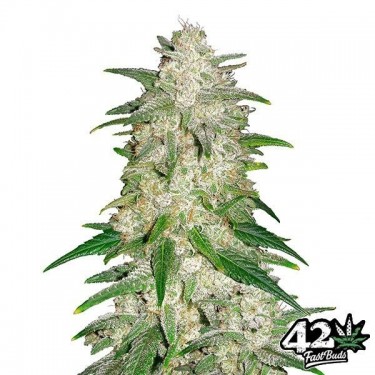 Gelato Auto Fast Buds