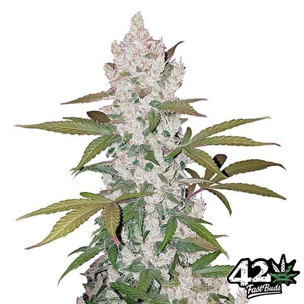 View Cookies Auto sementes feminizadas Fast Buds - GB The Green Brand