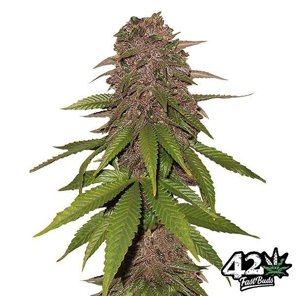 View C4 Feminized Self-flowering Fast Buds - GB The Green Brand