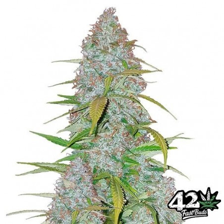 Californian Snow Auto fem. of Fast Buds - GB The Green Brand