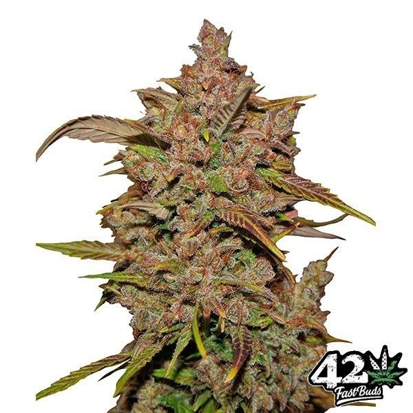 View Cristal Meth Auto feminizado Bud rápido - GB The Green Brand