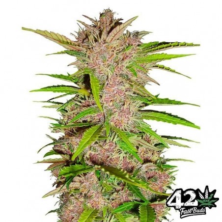 Fastberry Auto feminizado Fast Buds - GB The Green Brand