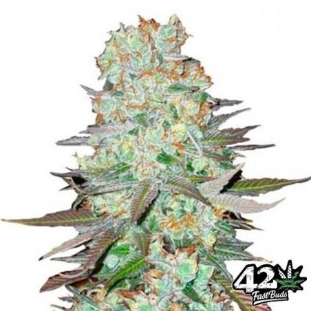 Planta de Cannabis Automática G14