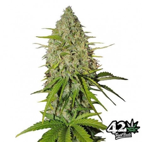 Toranja por Sementes autoflorescentes Fast Buds - GB The Green Brand