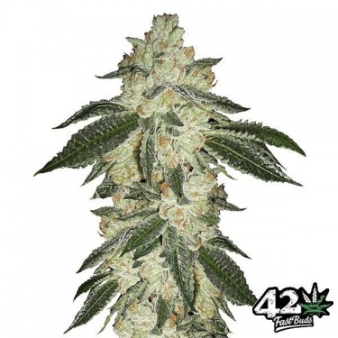 Crack verde de Sementes autoflorescentes Fast Buds - GB The Green Brand