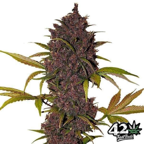 View LSD-25 de Sementes autoflorescentes Fast Buds - GB The Green Brand