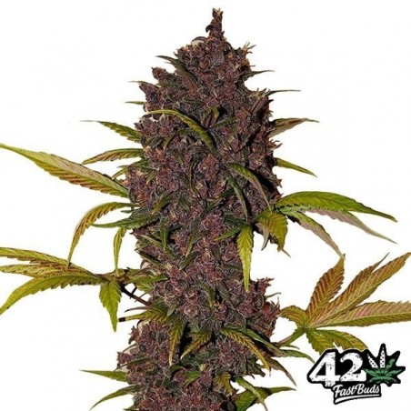 LSD-25 de Sementes autoflorescentes Fast Buds - GB The Green Brand