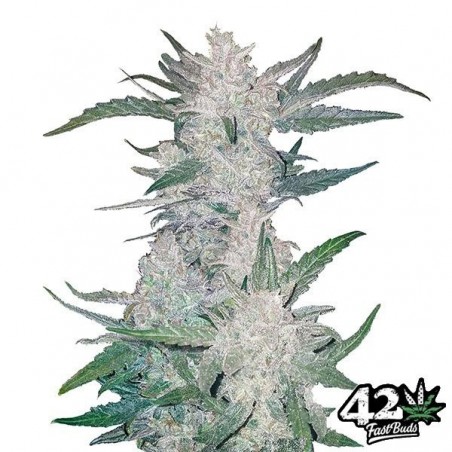 Mexican Airlines de Fast Buds Autoflowers - GB The Green Brand