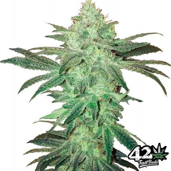 View Buds rápidos de Stardawg Auto Auto Semente - GB The Green Brand
