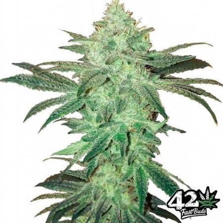 Buds rápidos de Stardawg Auto Auto Semente - GB The Green Brand
