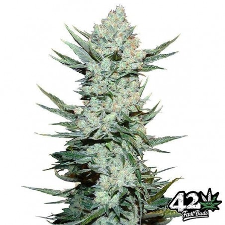 Fast Buds American Autoflower Tangie Auto - GB The Green Brand