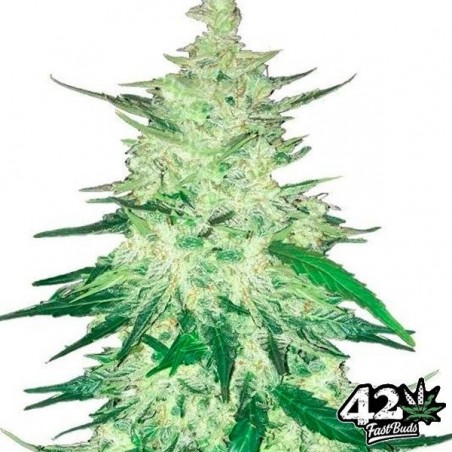 CBD Auto 1:1 (CBD Crack) Self-flowering - GB The Green Brand