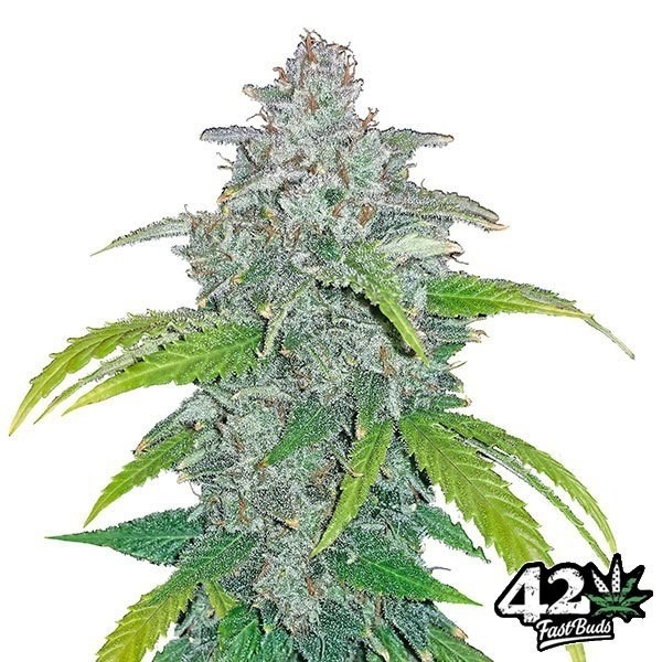 View Blue Dream Matic Fast Buds Autoflorescente - GB The Green Brand