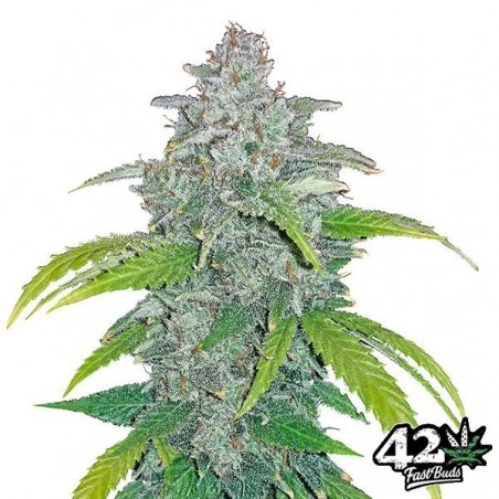 Blue Dream Matic Fast Buds Autoflorescente - GB The Green Brand