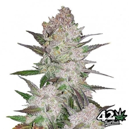Creme Cookies Auto - Fast Buds - 100% feminino - GB The Green Brand