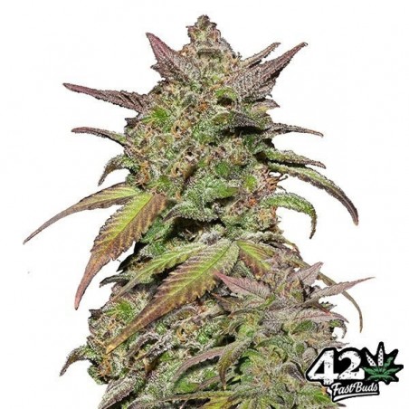 Smoothie Auto Sementes de Buds Rápidos - GB The Green Brand