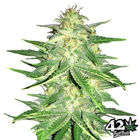 Lemon AK Auto Sementes autoflorescentes Fast Buds - GB The Green Brand