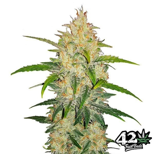 View Zkittlez Auto Sementes autoflorescentes Fast Buds - GB The Green Brand