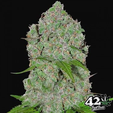 Laranja Sherbet Auto rápido Buds Sementes - GB The Green Brand