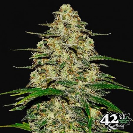 Casamento Cheesecake Sementes Auto de Buds Rápidos - GB The Green Brand