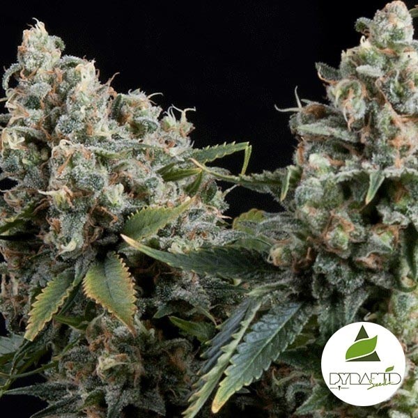 View Auto Tutankhamon da Pyramid Seeds feminizada - GB The Green Brand