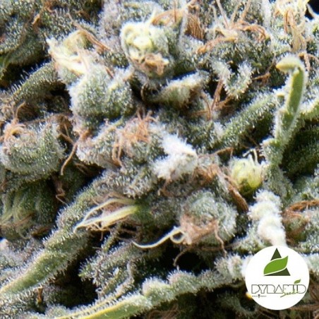 Auto White Widow de sementes de pirâmide feminizadas - GB The Green Brand