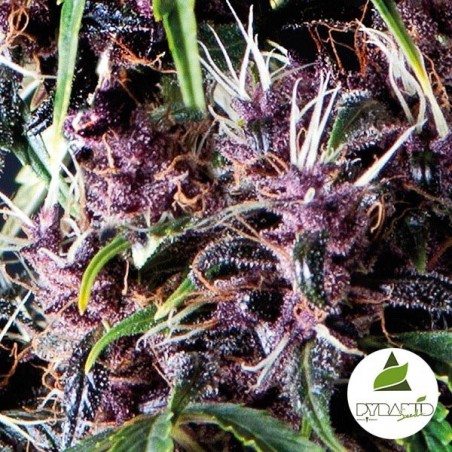 Auto Purple of Pyramid Seeds feminized - GB The Green Brand