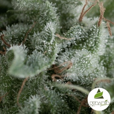 Auto Nefertiti de Pyramid Seeds feminizado - GB The Green Brand