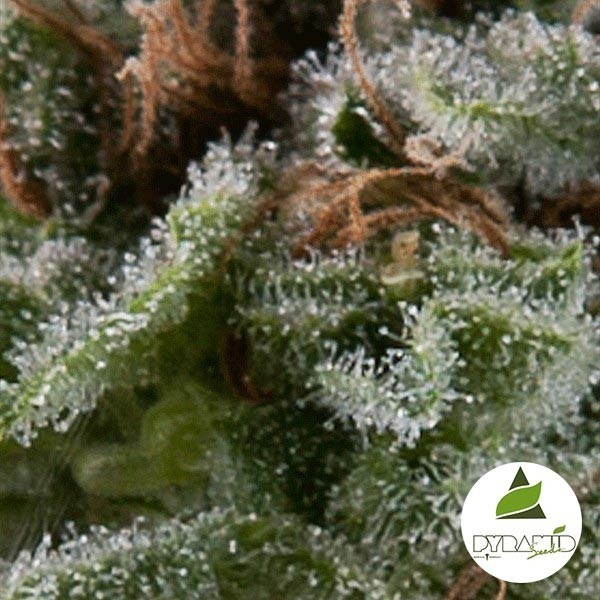 View Auto Lennon de Pyramid Seeds feminizado - GB The Green Brand