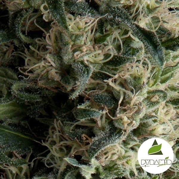 View Auto Galaxy de Pyramid Seeds autoflorescente - GB The Green Brand