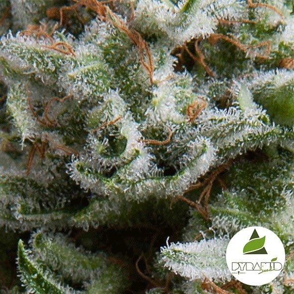 View Auto Anestesia de Pyramid Seeds Feminizada - GB The Green Brand